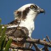 ミサゴ(Osprey)の巣立ち