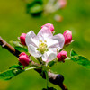 りんごの花で、行ってらっしゃい。