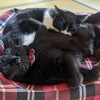 今日の黒猫モモ&白黒ハチワレ猫ナナ