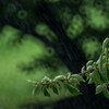 07/06（月）朝から強い雨風