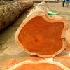 Tất tần tật thông tin về gỗ Cẩm Lai, có thể bạn chưa biết