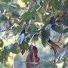 エボシヒヨドリ Black-crested Bulbul