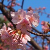 河津桜