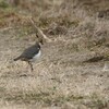 道路を歩くタゲリ　初春お年玉　キガシラシトド