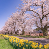 桜とスイセン：塩の千本