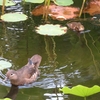 ゆるさが公園の豊かさにつながる