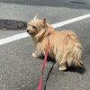 きなこ、うなる