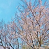 The cherry blossoms are in full bloom!!