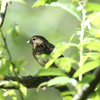 幼鳥さんたち