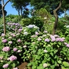 白山神社 アジサイの開花状況(2023年6月3日)