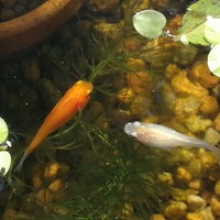 針子のまま大きくならないメダカ 池にカエルと金魚と白メダカ 針子のまま大きくならないメダカ 池にカエルと金魚と白メダカ