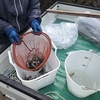 第3回やまめ稚魚放流実施