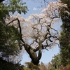 相川の墓守桜・・