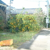 裏の畑のミカンの木