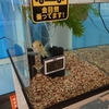 またエアポンプのゴムが溶けてた