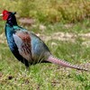 羽の綺麗なキジの雄