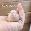 シナモン文鳥さん　ぬくぬくツンツン