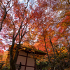 「京都・常寂光寺」紅葉の名所