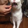 オシャレで節約な無印猫草飾り方