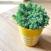 IKEAのプラスチックカップを植木鉢に