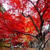 那須塩原市烏ヶ森公園・大山参道　２０１９/１１