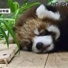 レッサーパンダの赤ちゃん最新映像公開