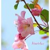 2023年打上川治水緑地桜