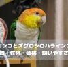 シロハラインコとズグロシロハラインコの違いを徹底比較｜性格・価格・飼いやすさを解説