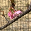 春を感じる陽気とまさか？の出来事