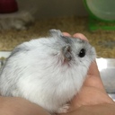 もふっもふっ！ハムスター列伝！！