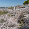 和歌山県の観光スポット、桜が見頃の紀三井寺までバイクツーリング。黒潮市場とか、和歌の浦の番所庭園とか。