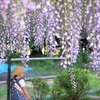 藤色に包まれて