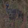 ホロホロチョウ(Helmeted Guineafowl)