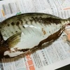 いただき物は魚、アイゴと鯛