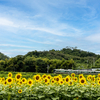 奈良県の撮影スポット。五條市のひまわり園でJR和歌山線の227系1000番台電車を撮影。