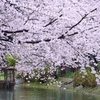 京都★桜絶景を求めて