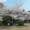 旅行のベストシーズン到来（桜吹雪を見て感じたこと）