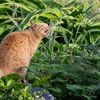 隣市南離島のねこさん