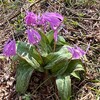 ４月１９日（金）春爛漫、気分爽快、元気溌剌、山野草との語らい、朝一の新鶴温泉、戦争のない世界平和を望む、