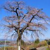 笹尾の枝垂れ桜