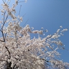 桜の季節です「２」
