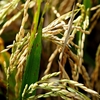 住吉の小田を刈らす子･･･巻第7-1275～1276