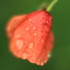 雨に打たれるケシの花