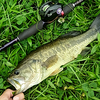テキサスリグで夏らしいバス釣り（＾ω＾）
