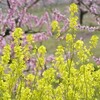 満開の桃源郷・和歌山桃山町