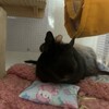 くろごまあん二世 105日目