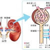 慢性腎臓病（CKD ）のリハビリテーション