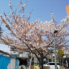 特養秋桜  4月