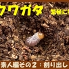 コクワガタ　繁殖に初挑戦　その2（割り出し）