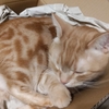 痛手。